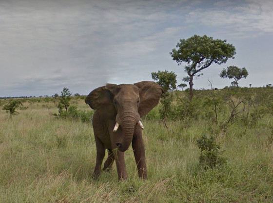 Google Street View, African Safari Google Street View, African Safari